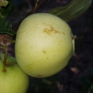 Apple - Yellow Transparent
