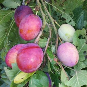 Jubilee v Victoria Plum
