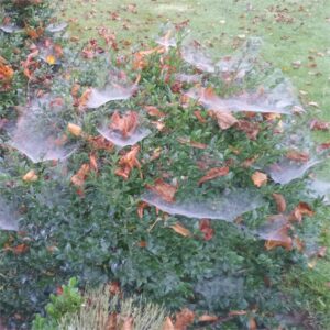 autumn cob webs