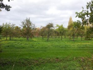 Barrington Court, Apple Orchard