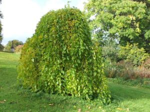Forde Abbey Weeping Mulberry