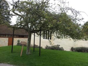 The famous Glastonbury Thorn