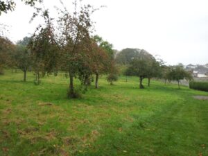 Glastonbury Abbey Apple Orchard