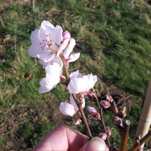 Durkenhiemer Almond