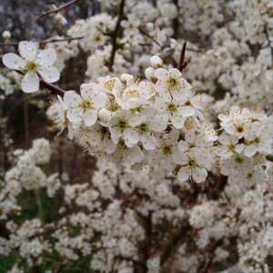 Blackthorn or sloe blossom closeup