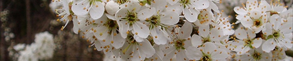 Blackthorn or sloe blossom closeup