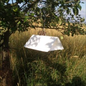 Typical pheromone trap