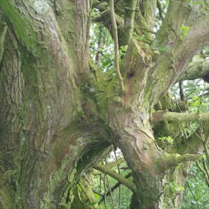 Self Grafted Hawthorn branches