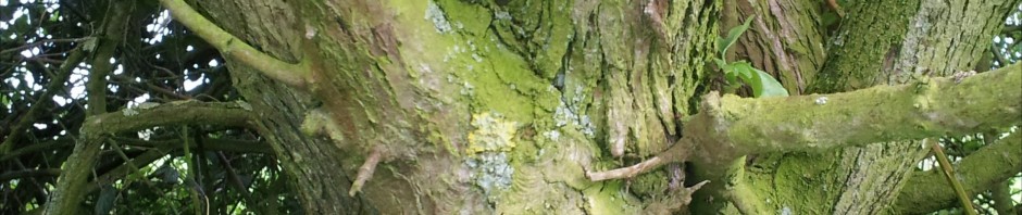 Self grafted Hawthorn