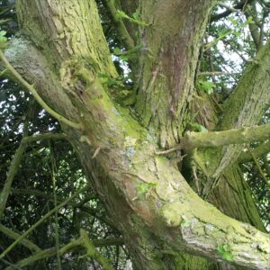 Self Grafted Hawthorn branches