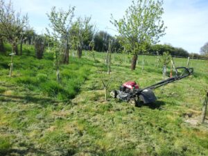 Keep that grass cut in the orchard