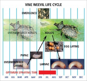 Black Vine Weevil life cycle
