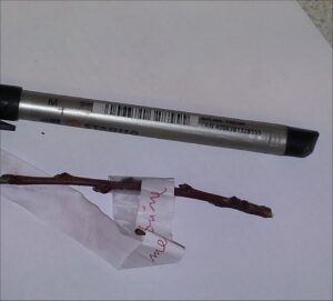 Scion size and Cambium Contact