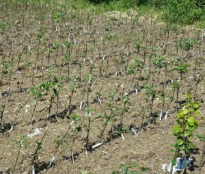 Same trees 7th July 2013