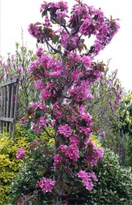 Maypole crab apple - Ballerina