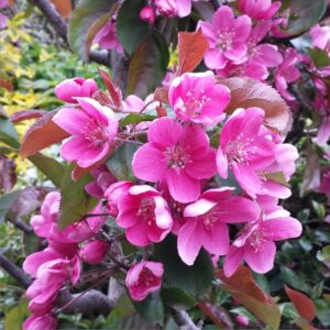 Maypole crab apple flower - Ballerina