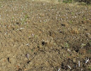 2013 Grafted Tree Plantings