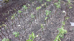 2013 Grafted Tree Plantings