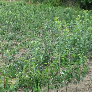 Same grafted trees photo taken 23 July 2013