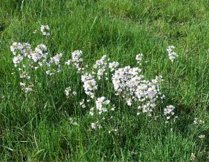 Field covered in Lady's Smock flowers