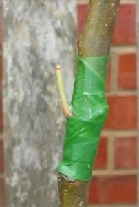 Petiole still attached to Bud
