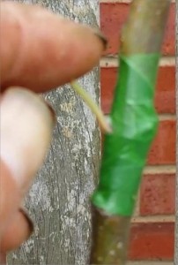 Apply a very slight leverage to the Petiole