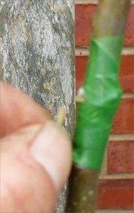 The Petiole should just fall away