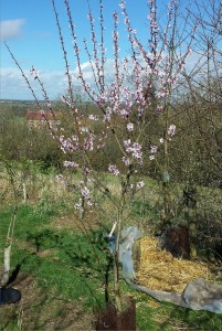 almond_2014_flowering