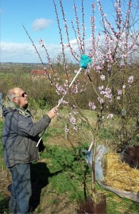 almond_2014_flowering_pollinate