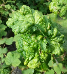 aphids_2014-06-26 08.38.06