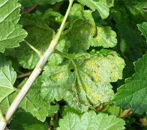 aphids_2014-06-26 08.38.37
