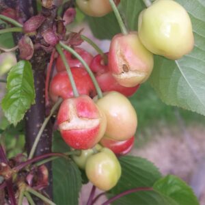 cherry_split_2014-05-31 16.54.51