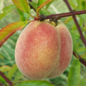 4208-peach-harnas-2014-07-05 16.21.40-cropped