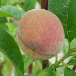 4211-peach-fidelia-2014-07-05 16.22.26-cropped