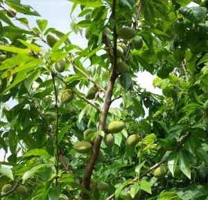 almonds1-2014-07-05 16.28.26
