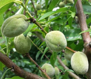 almonds2-2014-07-05 16.28.59