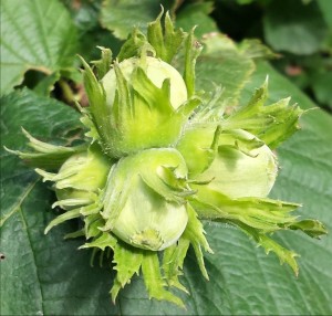 hazel2-2014-07-11 17.25.11