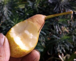 winwick-rh-pear-2014-07-31 09.54.01