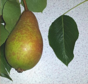 winwick-rh-pear-2014-07-31 17.39.31