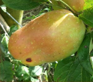 1047-apple-pear-2014-08-10 17.00.18-cropped