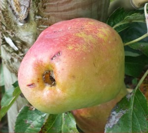 1047-apple-pear-2014-08-10 17.00.37-cropped