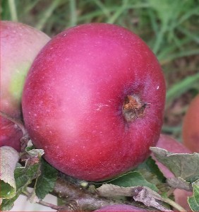 1778-Apple-Rouget-Plouer-2014-08-10 16.52.27-cropped