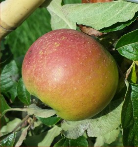 1783-Apple-Berlepsch-2014-08-10 16.43.13-cropped