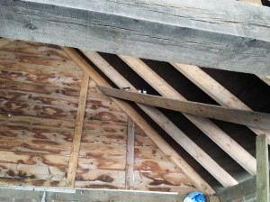 swallows1-2014-08-19 11.42.25.