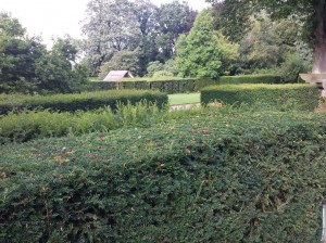 yew-hedge1-2014-08-12 09.20.46
