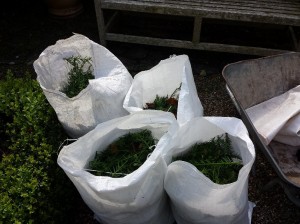 yew-hedge2-2014-08-12 10.17.00