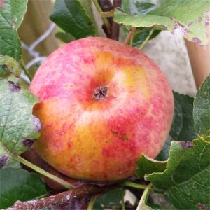 1324-apple-scott-winter-2014-09-19 12.48.44-cropped