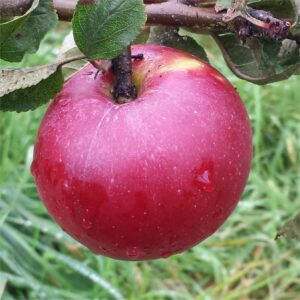 1778-Apple-Rouget-Plouer-2014-09-19 12.55.12-cropped