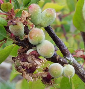 apricot-4183-kioto-2015-05-08 17.06.05-1