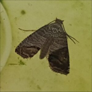 apple-codling-moth-2015-06-04 19.04.23-1